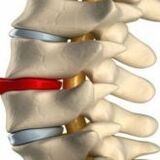 vertebrae